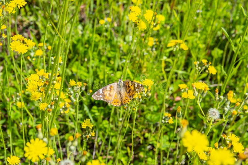 Papillon d'insecte sur une fleur sauvage jaune images libres de droits Papillon d'insecte sur une fleur sauvage jaune images libres de droits
