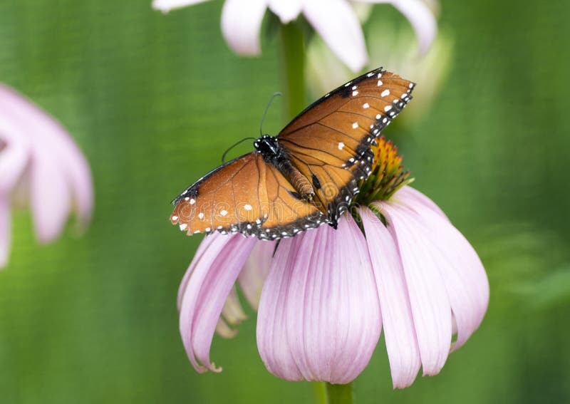 Papillon de la Reine sur un coneflower pourpre photo libre de droits Papillon de la Reine sur un coneflower pourpre photo libre de droits