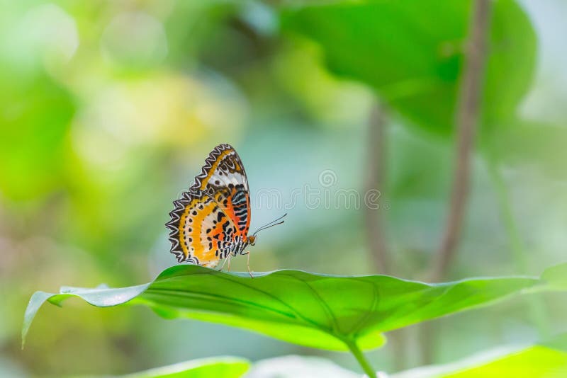 Leopard lacewing butterfly on green leaf in public park in Thailand. Leopard lacewing butterfly on green leaf in public park in Thailand