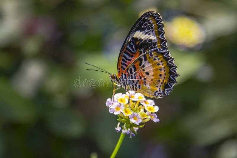 A beautiful male leopard lacewing butterfly with spots, stripes, zig-zags in bright orange, red, black and white sits atop a pink and yellow Lantana flower with proboscis retracted. A beautiful male leopard lacewing butterfly with spots, stripes, zig-zags in bright orange, red, black and white sits atop a pink and yellow Lantana flower with proboscis retracted.