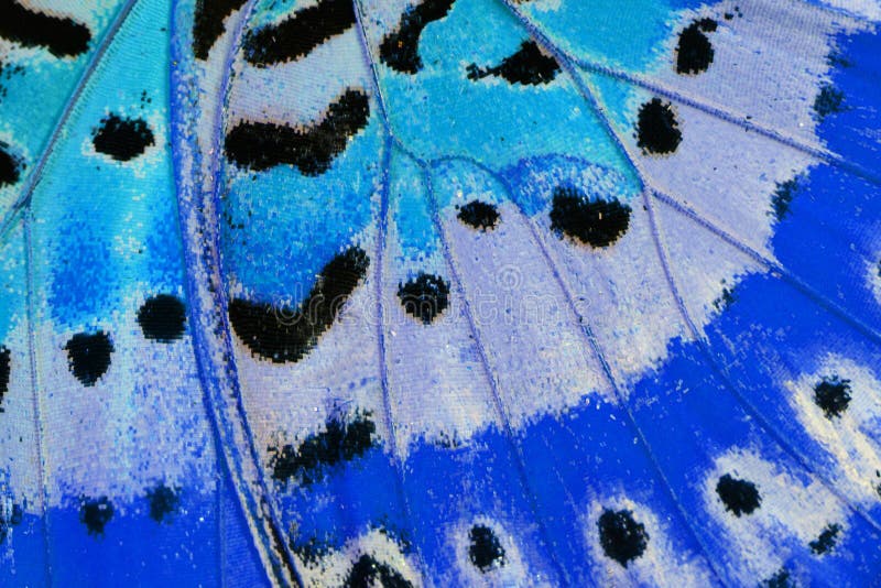 Beautiful multicolor pattern background texture made from Leopard Lacewing Butterfly (Cethosia cyane). Beautiful multicolor pattern background texture made from Leopard Lacewing Butterfly (Cethosia cyane)