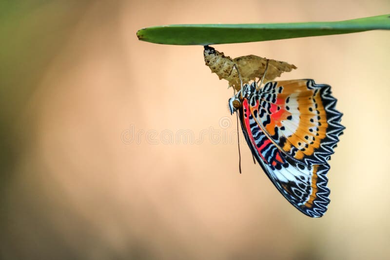 Leopard Lacewing Butterfly perched on Chrysalis in the garden. Leopard Lacewing Butterfly perched on Chrysalis in the garden