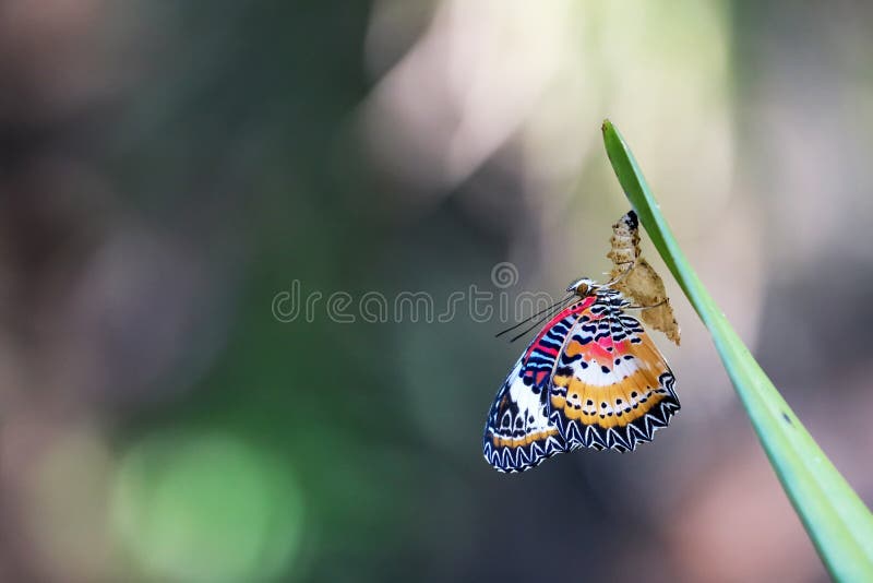 Leopard Lacewing Butterfly perched on Chrysalis in the garden. Leopard Lacewing Butterfly perched on Chrysalis in the garden