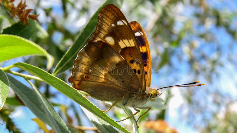 Papillon de Lesser Purple Emperor - ilia d'Apatura images stock Papillon de Lesser Purple Emperor - ilia d'Apatura images stock