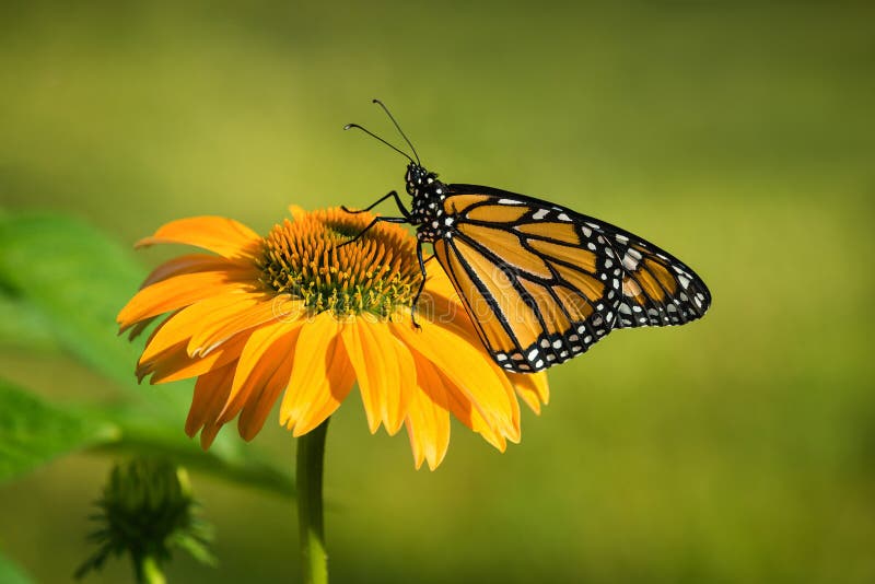 Papillon de monarque nouvellement émergé sur le coneflower photo stock Papillon de monarque nouvellement émergé sur le coneflower photo stock
