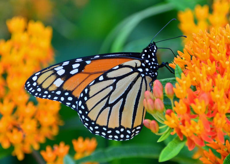 Papillon de monarque sur le milkweed photographie stock Papillon de monarque sur le milkweed photographie stock