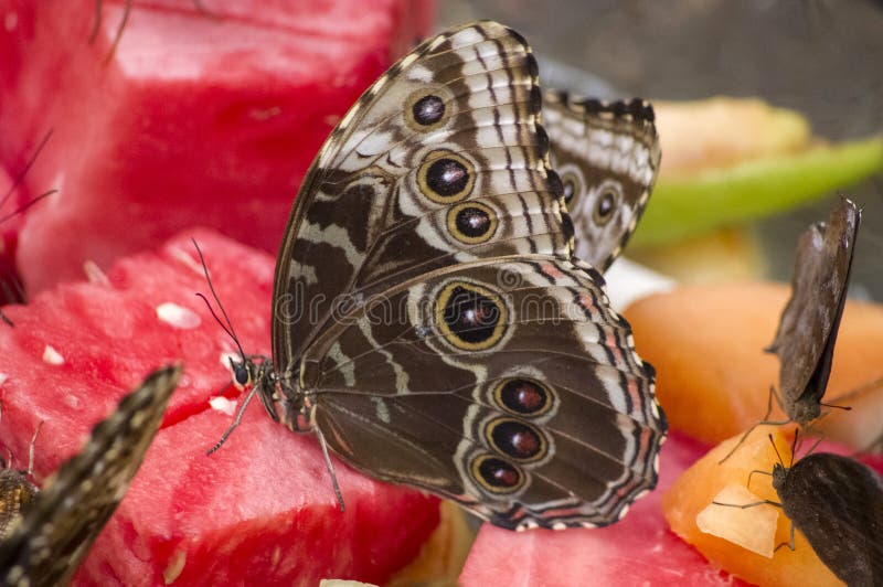 Papillon de Morphos photo stock Papillon de Morphos photo stock