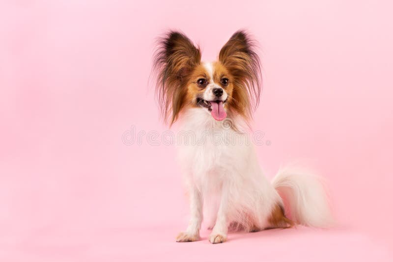 Beautiful dog breed papillon white-red coloring on the pink background. Beautiful dog breed papillon white-red coloring on the pink background