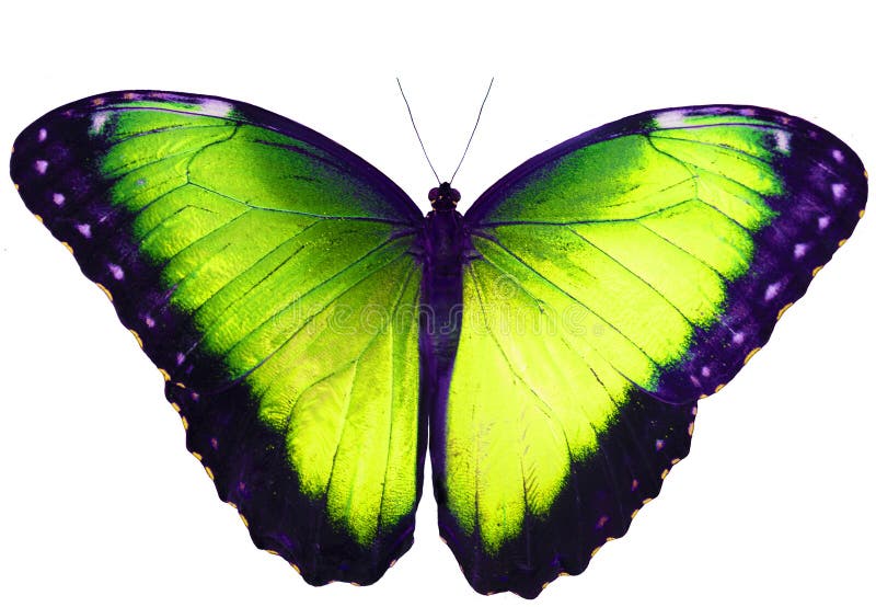 Papillon de vert jaune d'isolement sur le fond blanc avec les ailes répandues photo stock Papillon de vert jaune d'isolement sur le fond blanc avec les ailes répandues photo stock