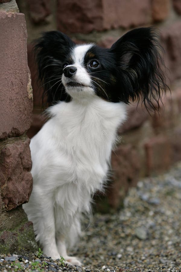 Papillon dog