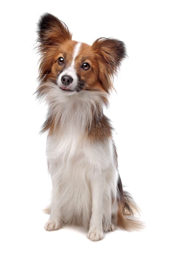 Papillon dog royalty free stock image
