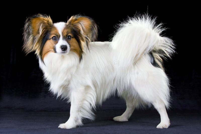 Papillon dog