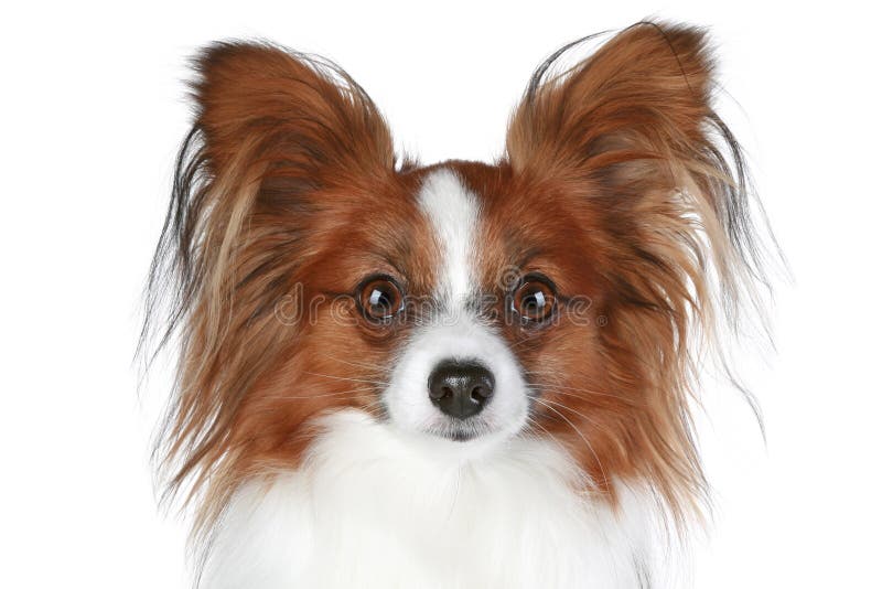 Papillon dog close-up portrait