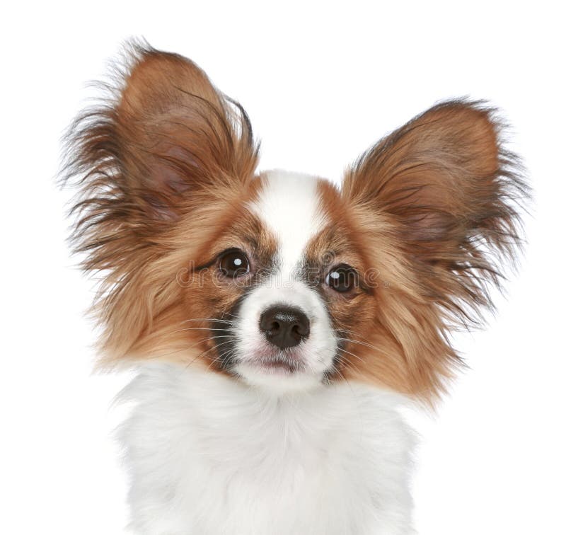 Papillon dog. Close-up portrait