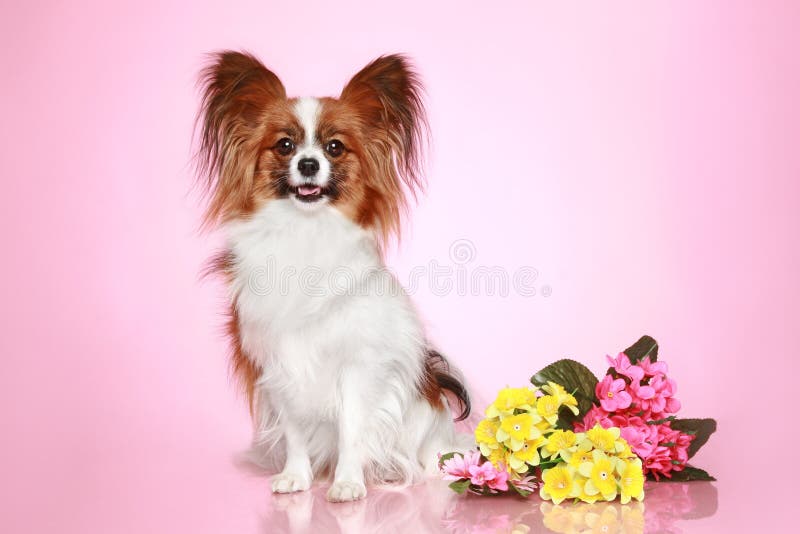 Papillon dog on pink background