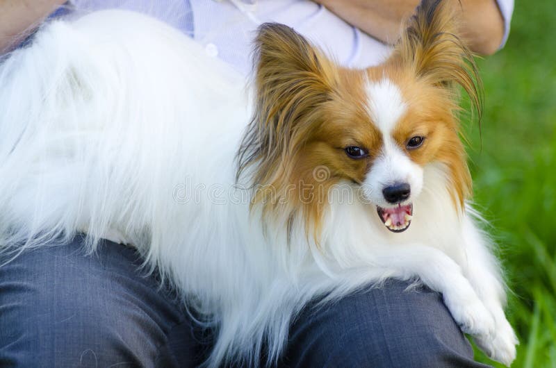 Piccolo bianco un il cane (continentale giocattolo spagnolo) sul il suo proprietari col sbadigliando un cercando molto amichevole un bellissimo.