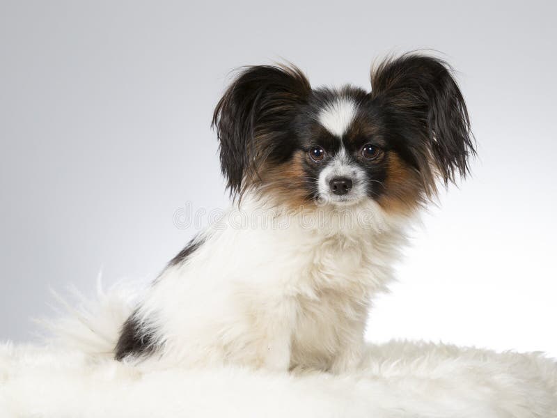 Papillon Dog Studio Portrait Stock Image Image Of Orange Cute Papillon Dog Studio Portrait Stock Image Image Of Orange Cute