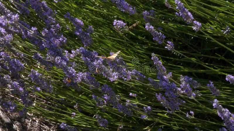 Papillon et abeilles oranges en lavande pourpre clips vidéos