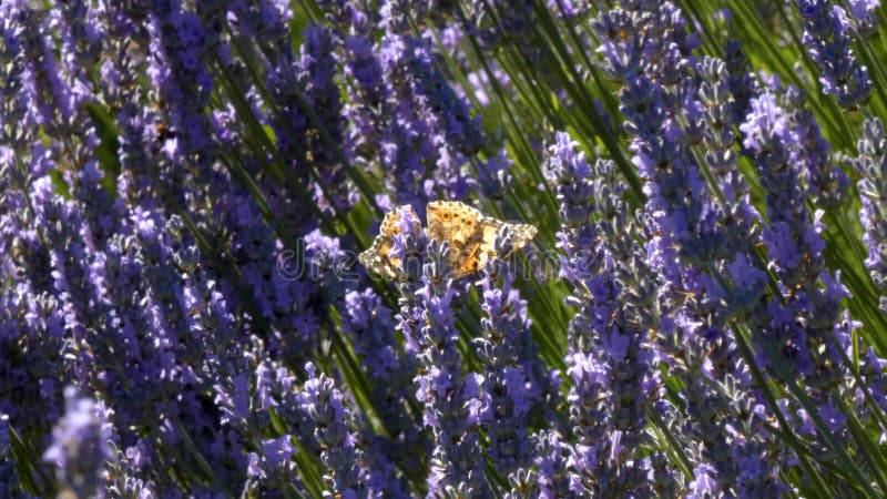 Papillon et abeilles oranges en lavande pourpre banque de vidéos