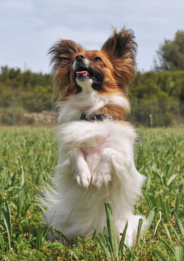 Papillon Hund Stockfoto Bild 14659030