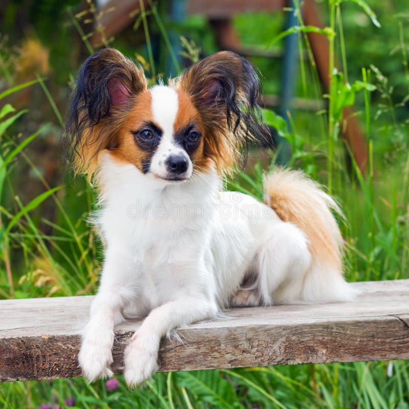 Papillon Hund stockfoto. Bild von hunde, stellring, reinrassig 14666654