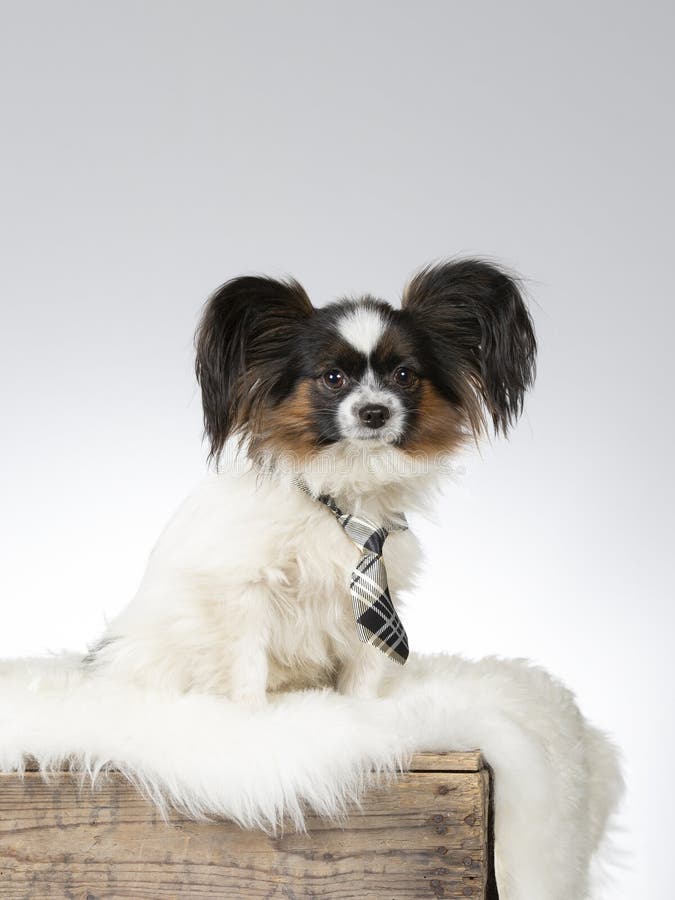 PapillonHund stockbild. Bild von nett, welpe, portrait 32946769