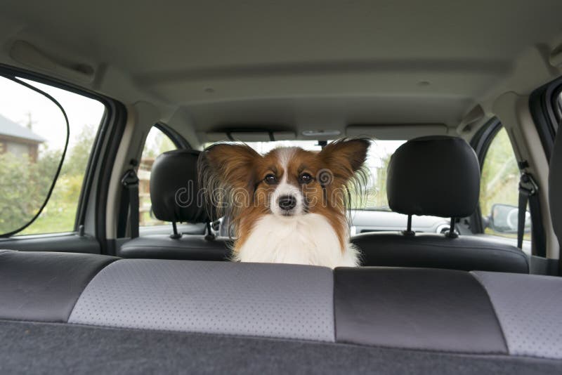 Papillon inside a car