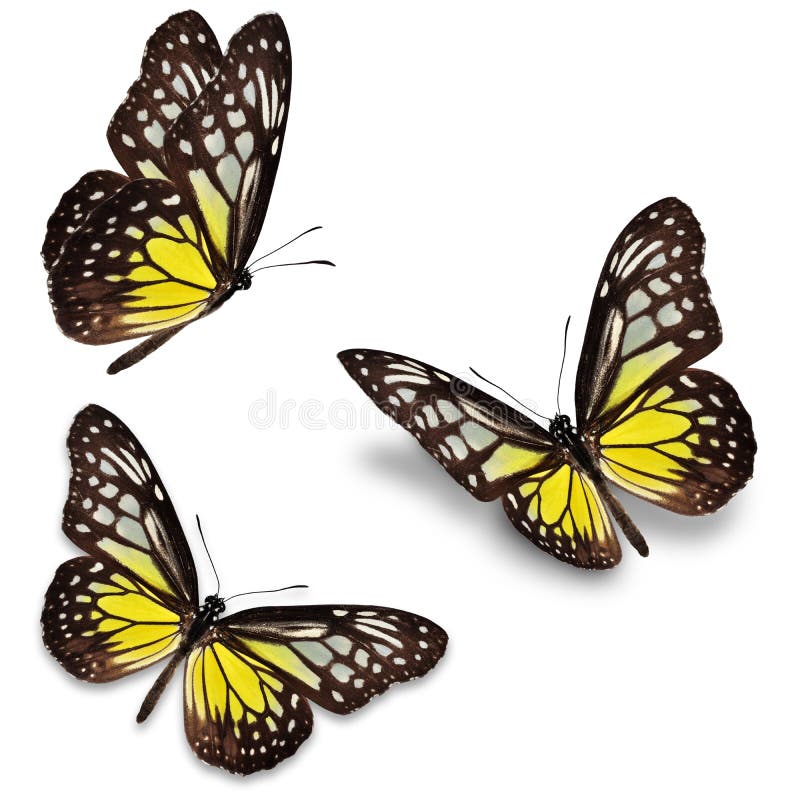 Papillon jaune illustration stock