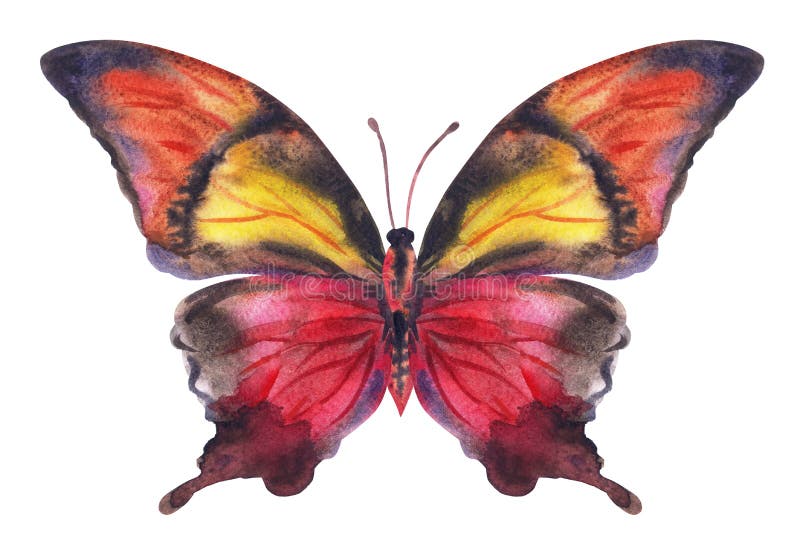 Papillon jaune aquarelle de Bourgogne sur fond blanc. illustration stock