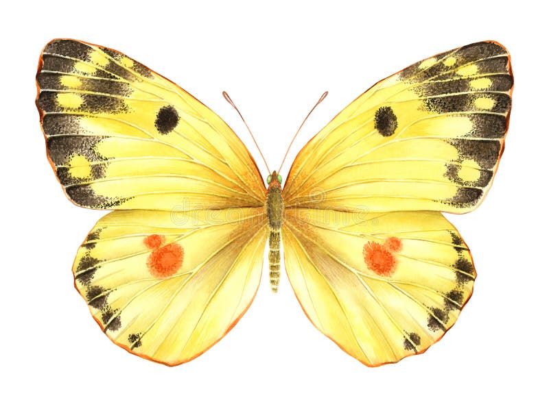 Papillon jaune d'aquarelle Illustration tirée par la main illustration stock