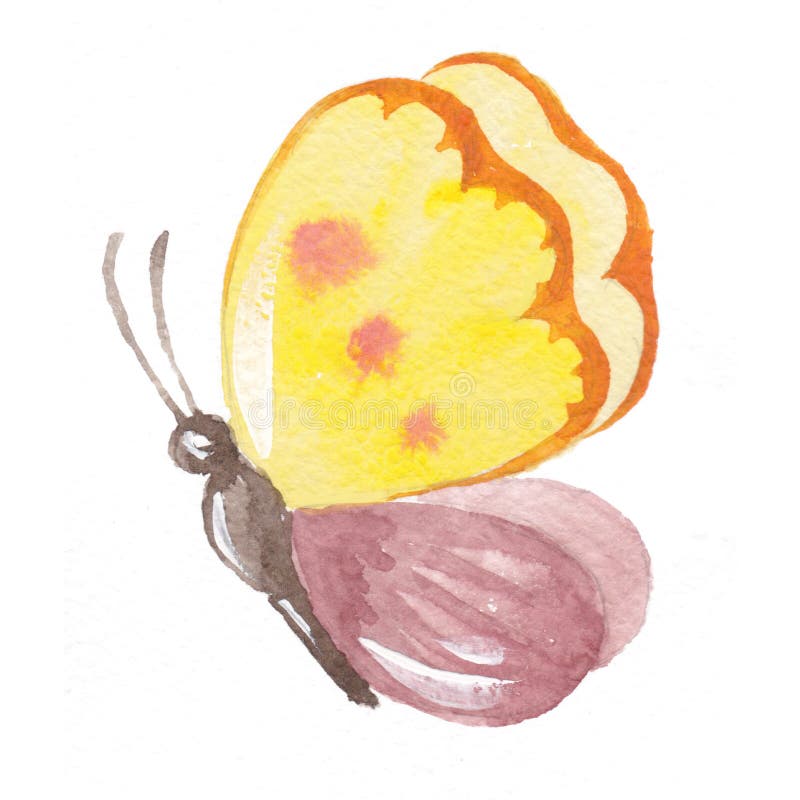 Papillon jaune pourpre de rose de handrawn d'aquarelle illustration de vecteur