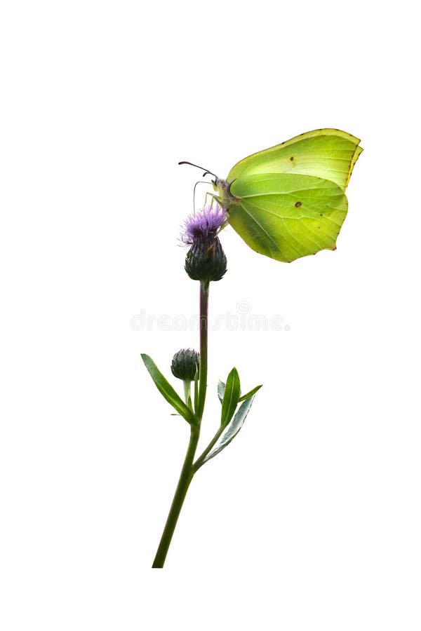 Papillon jaune sur la fleur de chardon de lait. illustration libre de droits