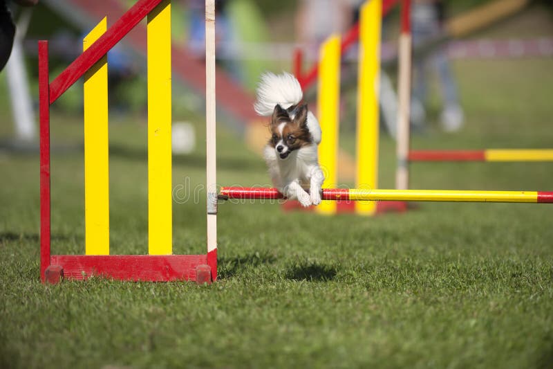 Dog jumping in agility stock image. Image of companion 1322093