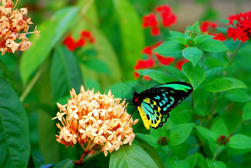Papillon masculin de Birdwing de cairns alimentant en fleurs images stock Papillon masculin de Birdwing de cairns alimentant en fleurs images stock