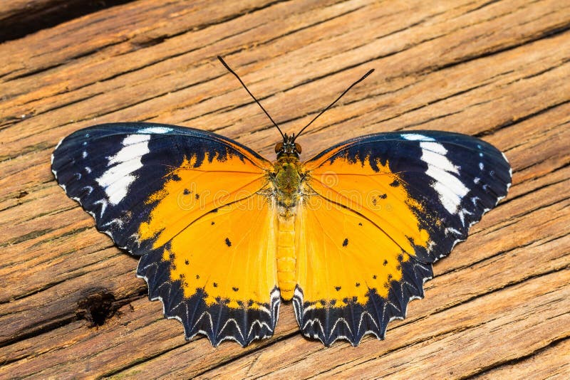 Close up of male leopard lacewing (Cethosia cyane euanthes) butterfly perching on old plank of wood. Close up of male leopard lacewing (Cethosia cyane euanthes) butterfly perching on old plank of wood