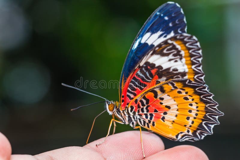 Close up of male leopard lacewing (Cethosia cyane euanthes) butterfly perching on human finger. Close up of male leopard lacewing (Cethosia cyane euanthes) butterfly perching on human finger