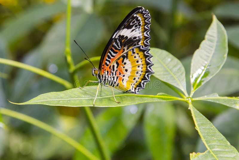 A beautiful orange, red, black and white, spotted, stripped, zig-zag patterned butterfly, the male leopard lacewing, pausing on a horizontal green leaf, with colorful flower bokeh in the background. A beautiful orange, red, black and white, spotted, stripped, zig-zag patterned butterfly, the male leopard lacewing, pausing on a horizontal green leaf, with colorful flower bokeh in the background.