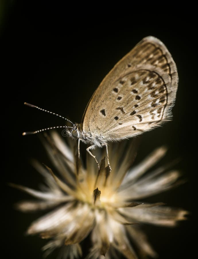 Mignon Petit Papillon CZ Double Piercing Huggie Petit Clou Avec Chaîne Courte En Argent Sterling 925 Boucles D'oreilles Manchette Enveloppant Pour Femmes Adolescentes Filles Cartilage Deux Trous Mode