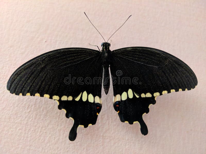Papillon noir avec la conception jaune sur les ailes