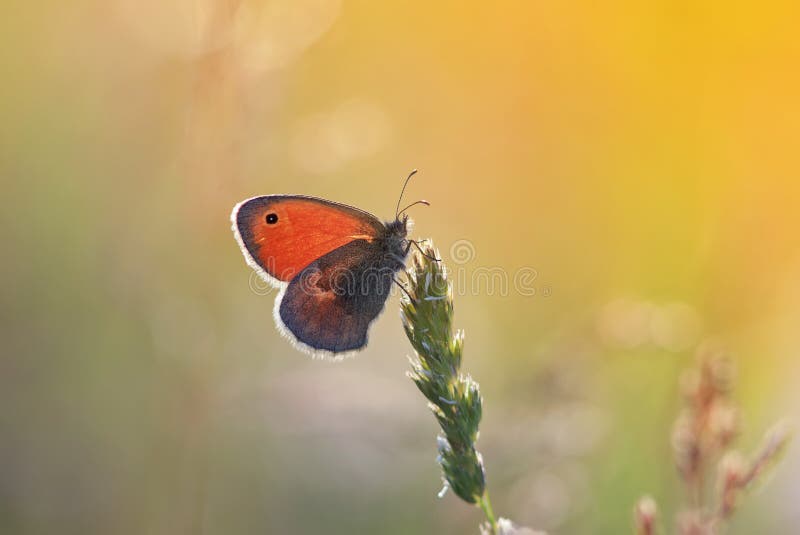 papillon orange se reposant sur un pré soleil-trempé photographie stock papillon orange se reposant sur un pré soleil-trempé photographie stock
