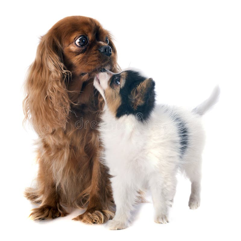 Cavalier King Charles Spaniel Papillon Mix