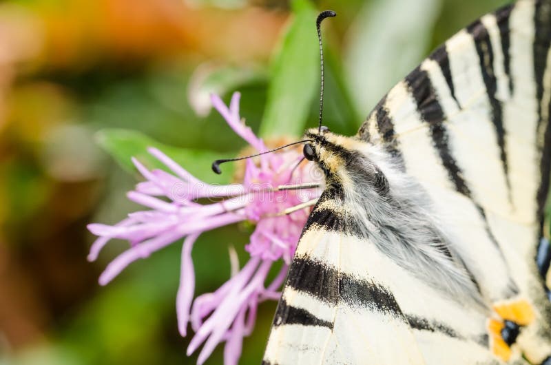 Papillon rare de machaon photos stock Papillon rare de machaon photos stock