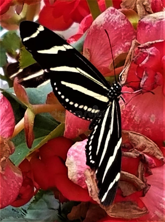 Papillon rayé de zèbre sur les fleurs rouges photos stock Papillon rayé de zèbre sur les fleurs rouges photos stock