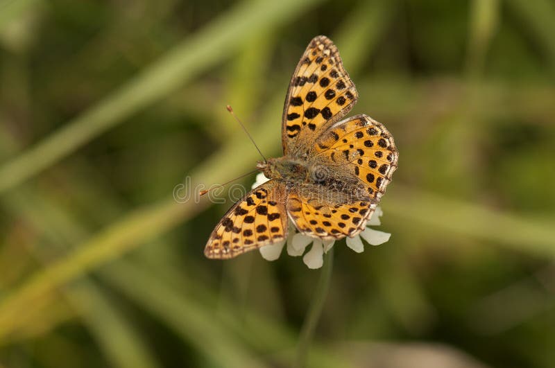 Papillon repéré de fritillaire images stock Papillon repéré de fritillaire images stock