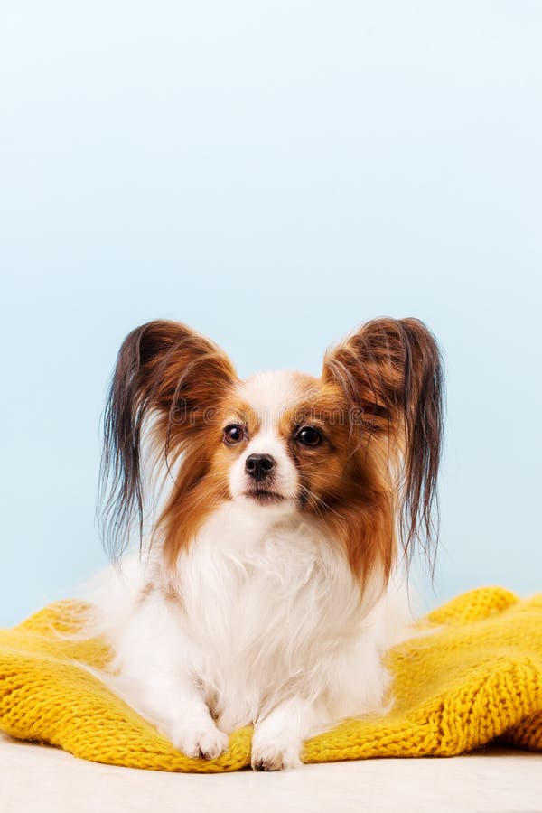 Beautiful dog breed papillon white-red coloring on a red knitted sweater. Beautiful dog breed papillon white-red coloring on a red knitted sweater