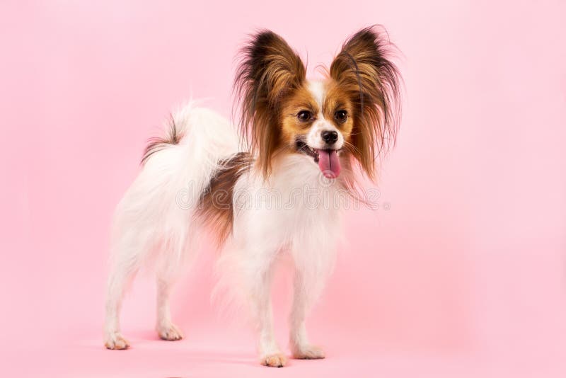 Beautiful dog breed papillon white-red coloring on the pink background. Beautiful dog breed papillon white-red coloring on the pink background