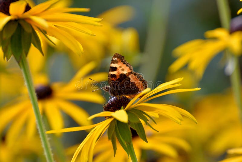Papillon sur la fleur de lumière du soleil images libres de droits