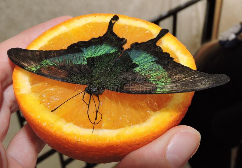 Papillon tropical sur une orange image libre de droits Papillon tropical sur une orange image libre de droits