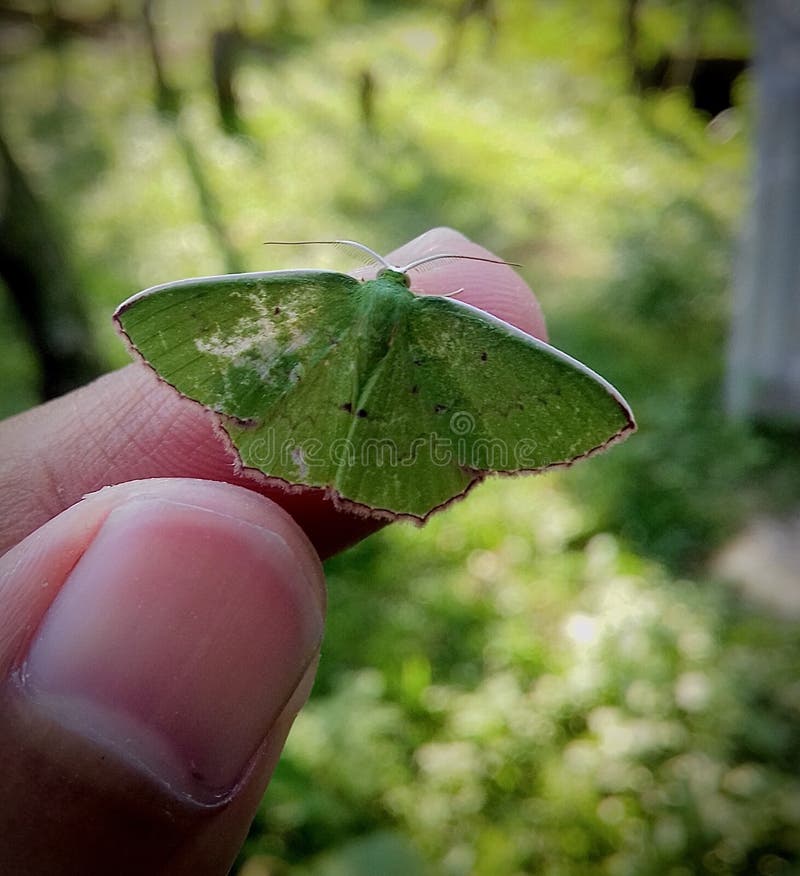 Papillon vert assis à la main. Papillon, papillon vert assis dans une main sur le fond naturel