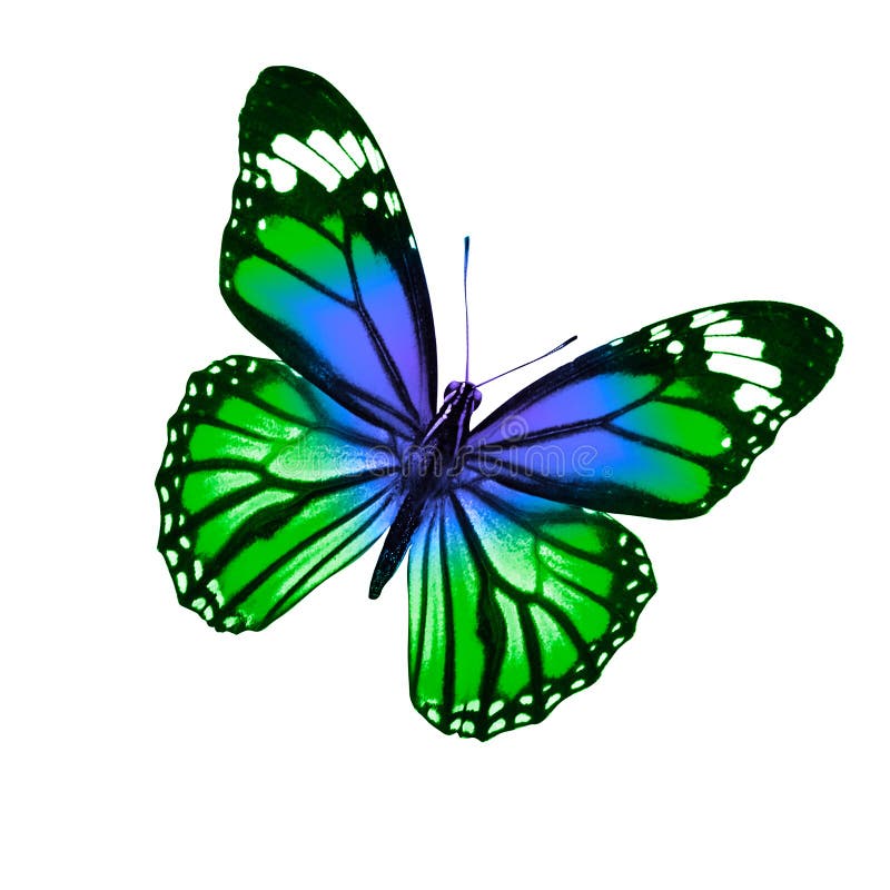 Papillon vert tropical D'isolement sur le fond blanc photo stock